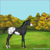 Horse Color:Black Frame Appaloosa 