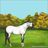 Horse Color:Blue Roan Near Fewspot 