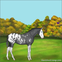 Horse Color:Blue Roan Splash Appaloosa 