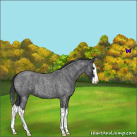 Horse Color:Blue Roan Splash Snowflake Varnish 