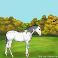 Horse Color:Blue Roan Splash Appaloosa 