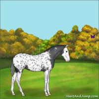 Horse Color:Blue Roan Splash Near Leopard 