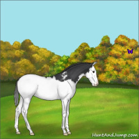Horse Color:Blue Roan Splash Appaloosa 