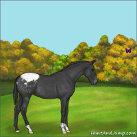 Horse Color:Blue Roan Varnish 