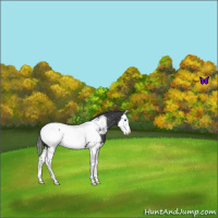 Horse Color:Blue Roan Sabino Splash Near Fewspot 