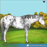 Horse Color:White Spotted Black Blanket 