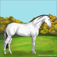 Horse Color:Blue Roan Splash Near Fewspot 