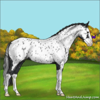 Horse Color:Black Splash Near Leopard 