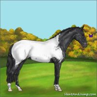 Horse Color:Blue Roan Snowcap 
