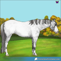 Horse Color:White Spotted Blue Roan Frame Appaloosa 