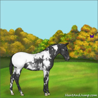 Horse Color:White Spotted Blue Roan Snowcap 