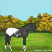 Horse Color:Blue Roan Snowflake Varnish