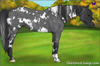 Horse Color:White Spotted Blue Roan 