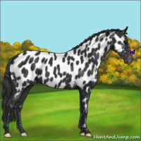Horse Color:Black Near Leopard