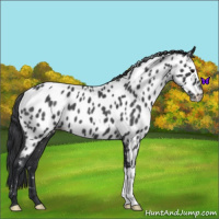 Horse Color:Blue Roan Near Leopard 