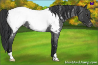 Horse Color:Blue Roan Snowcap 