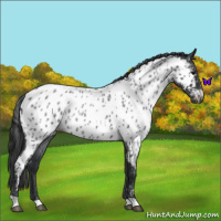 Horse Color:Blue Roan Near Leopard 
