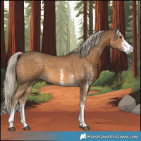 Horse Color:White Spotted Chocolate Palomino Tobiano 