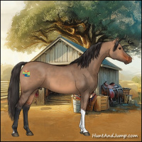 Horse Color:Bay Dun Tobiano 