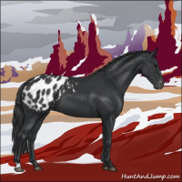 Horse Color:Black Appaloosa 
