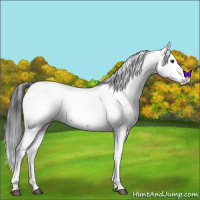 Horse Color:Blue Roan Fewspot 