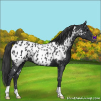 Horse Color:Blue Roan Appaloosa 