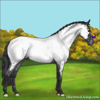 Horse Color:Blue Roan Near Fewspot 