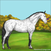 Horse Color:Blue Roan Near Leopard 