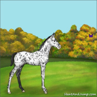 Horse Color:Blue Roan Near Leopard 