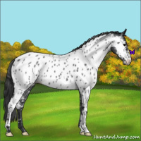 Horse Color:Blue Roan Near Leopard 
