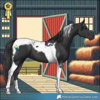 Horse Color:Black Tobiano 