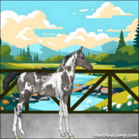 Horse Color:White Spotted Grullo Tobiano