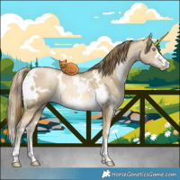 Horse Color:White Spotted Buckskin Pearl Dun 
