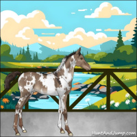 Horse Color:White Spotted Liver Red Dun 