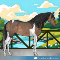 Horse Color:Brown Dun Tobiano 