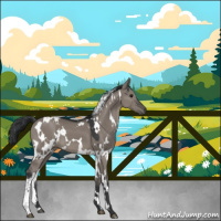 Horse Color:White Spotted Grullo