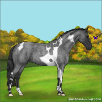 Horse Color:Blue Roan Tobiano 