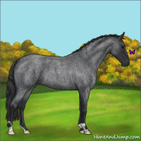 Horse Color:Blue Roan