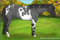 Horse Color:Blue Roan Tobiano Rabicano 