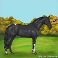 Horse Color:Black Tobiano 