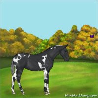 Horse Color:Black Tobiano 