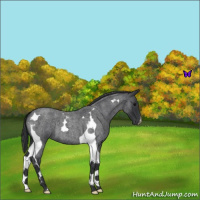 Horse Color:Blue Roan Tobiano