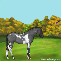 Horse Color:Blue Roan Tobiano 