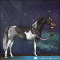 Horse Color:Liver Chestnut Tobiano