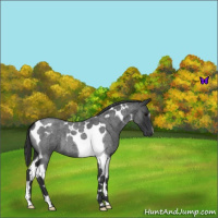 Horse Color:Blue Roan Tobiano 