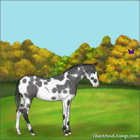 Horse Color:Blue Roan Splash Tobiano 