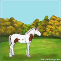 Horse Color:Gray Silver Brown Splash Tobiano 