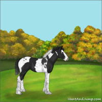 Horse Color:Gray Black Splash Tobiano 