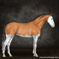 Horse Color:Buckskin Splash Rabicano 
