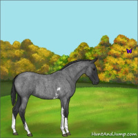 Horse Color:Blue Roan Tobiano 